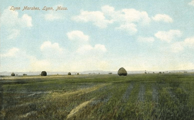 Lynn Marshes
